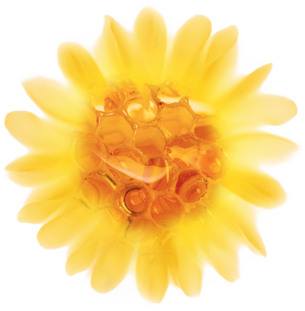 Grindelia